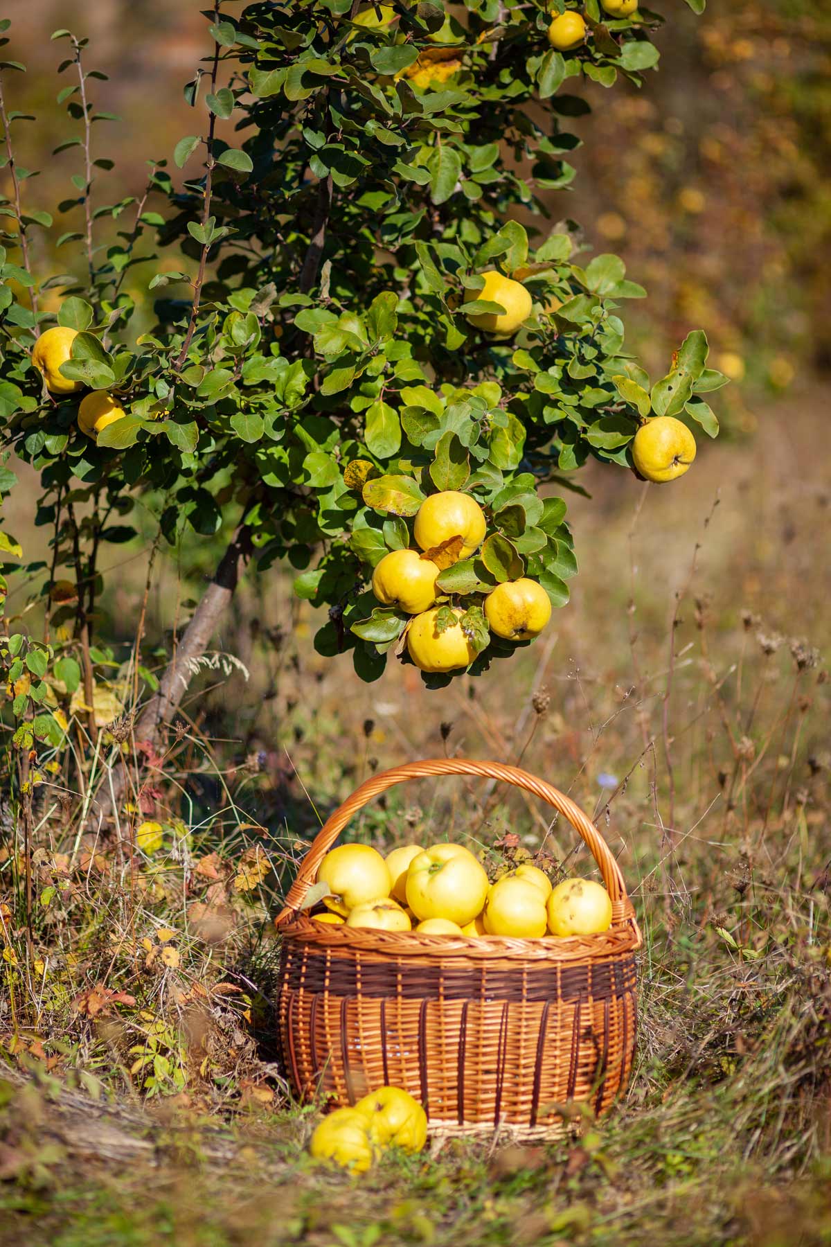 Best Zone 5 Fruit Trees: Standard, Dwarf & Unique / Exotic Varieties 13 yellow quinces under quince tree