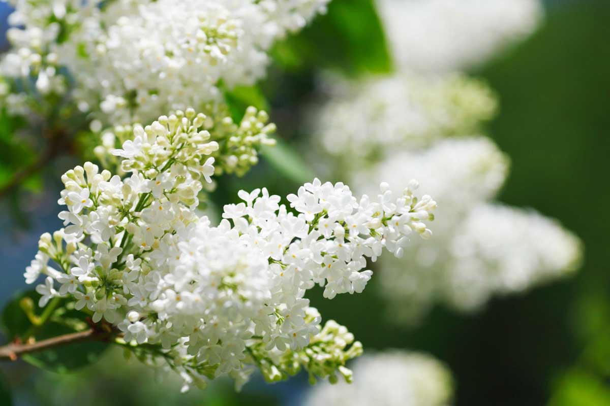 22 Beautiful White Flowering Shrubs for Any Garden 20 white lilac bush