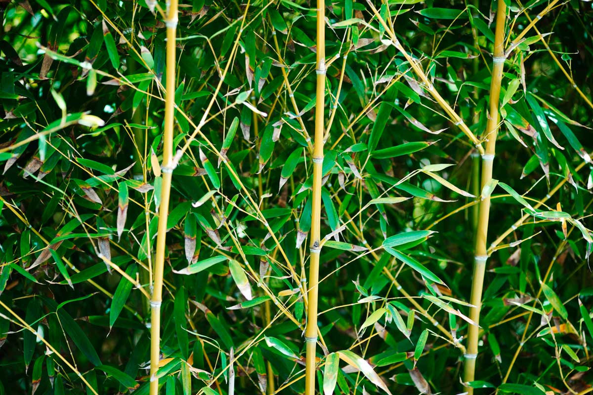 14 Sleep-Enhancing Bedroom Plants 15 bamboo plants