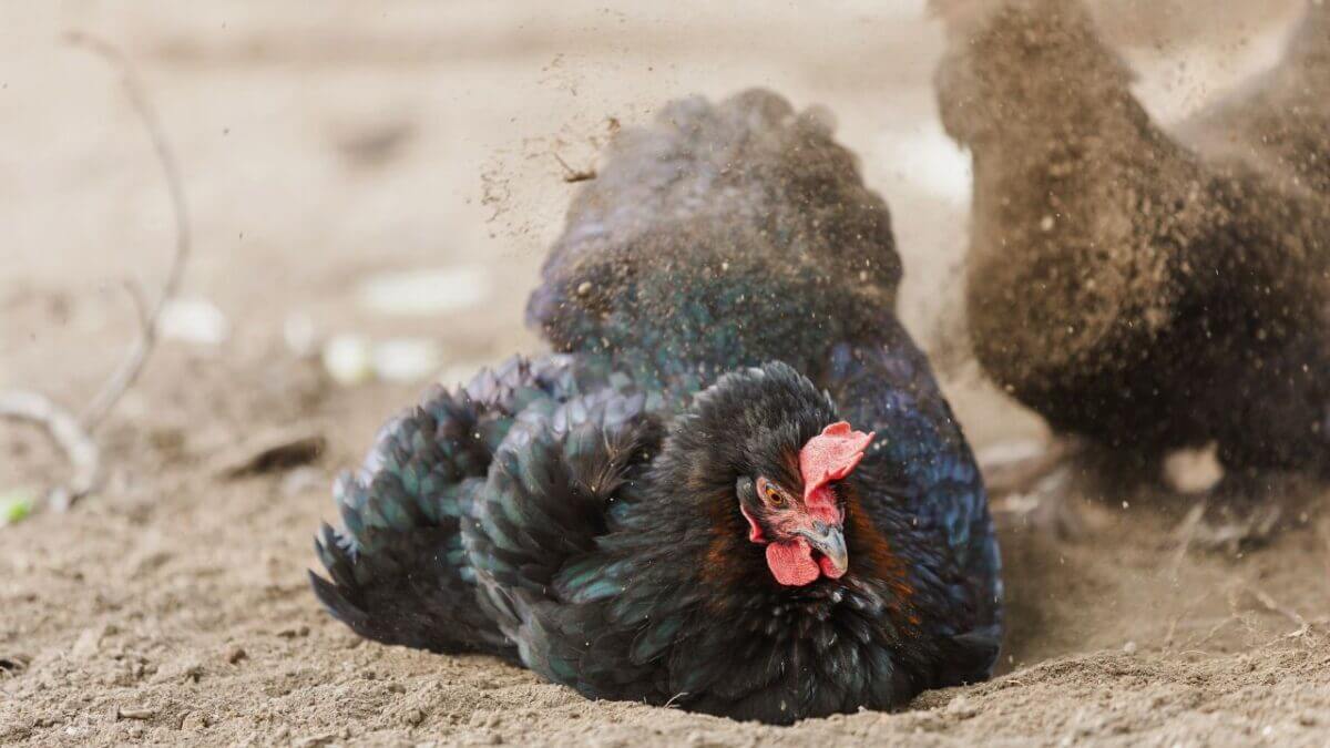 Chicken Dust Bath: How-to Make One Quickly & Dirt Cheap 6 Chicken Dust Bath: How-to Make One Quickly & Dirt Cheap - chickens dust bath s2615634981dnoh scaled