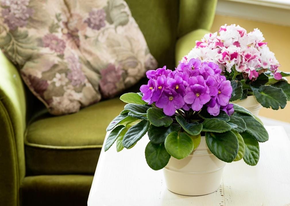 13 Best-Smelling Houseplants to Transform Your Home into a Fragrant Oasis 12 13 Best-Smelling Houseplants to Transform Your Home into a Fragrant Oasis - croppedAfricanvioletU1YGjpg