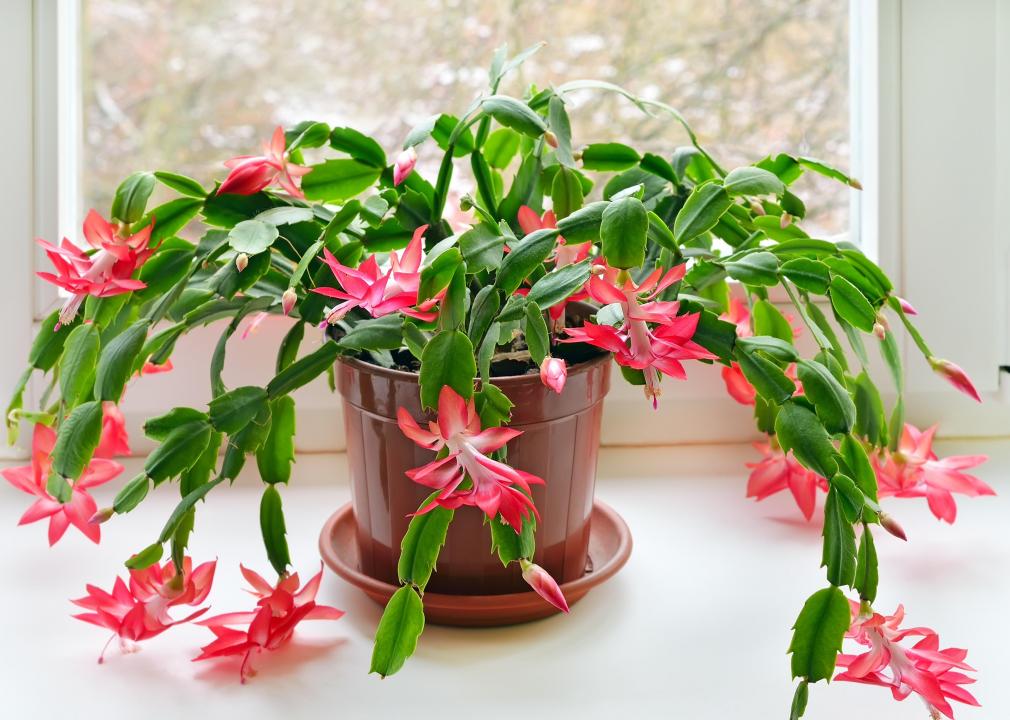The Secrets to Getting Your Christmas Cactus Blooming—Without the Guesswork 24 The Secrets to Getting Your Christmas Cactus Blooming—Without the Guesswork - croppedChristmascactusSchlumbergera2DRHjpg