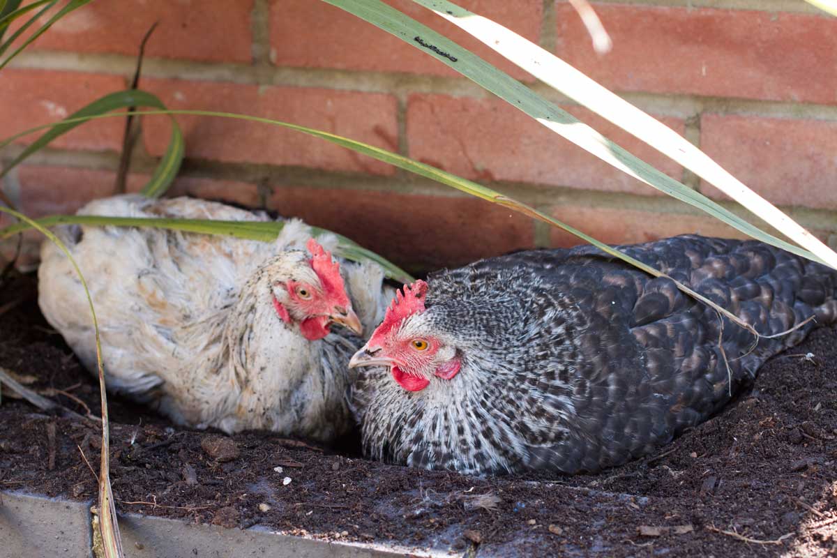 Chicken Dust Bath: How-to Make One Quickly & Dirt Cheap 2 dust bath for chickens