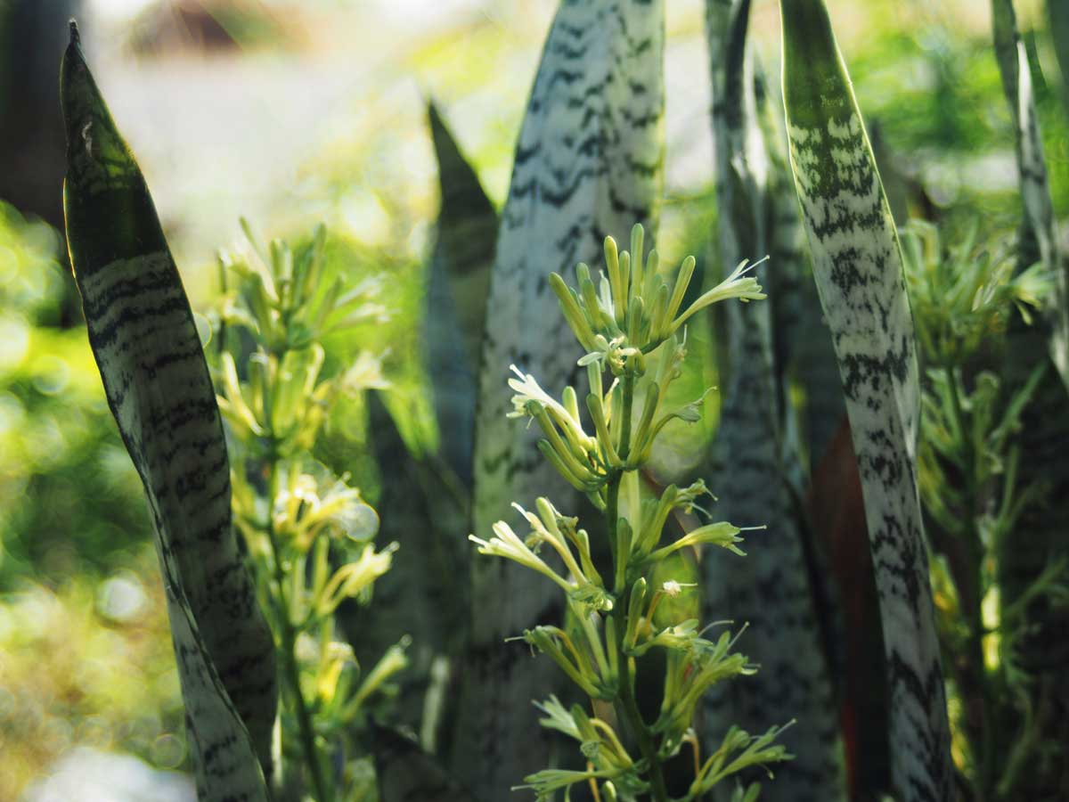 9 Snake Plant Disadvantages No One Tells You About, The Ugly Truth 5 snake plant flower