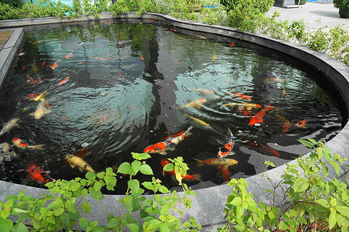 Koi Pond Guide: Ideas & Tips for Building Your Dream Pond 2 formal koi pond