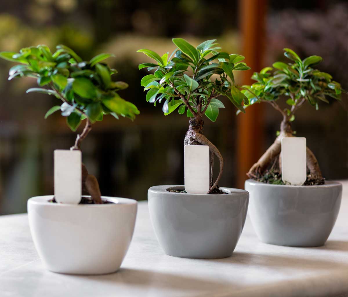 14 High-Value Cash Crops: Most Profitable Plants to Grow for Small Farmers 8 bonsai trees