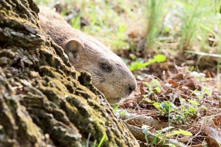 groundhog hiding in garden