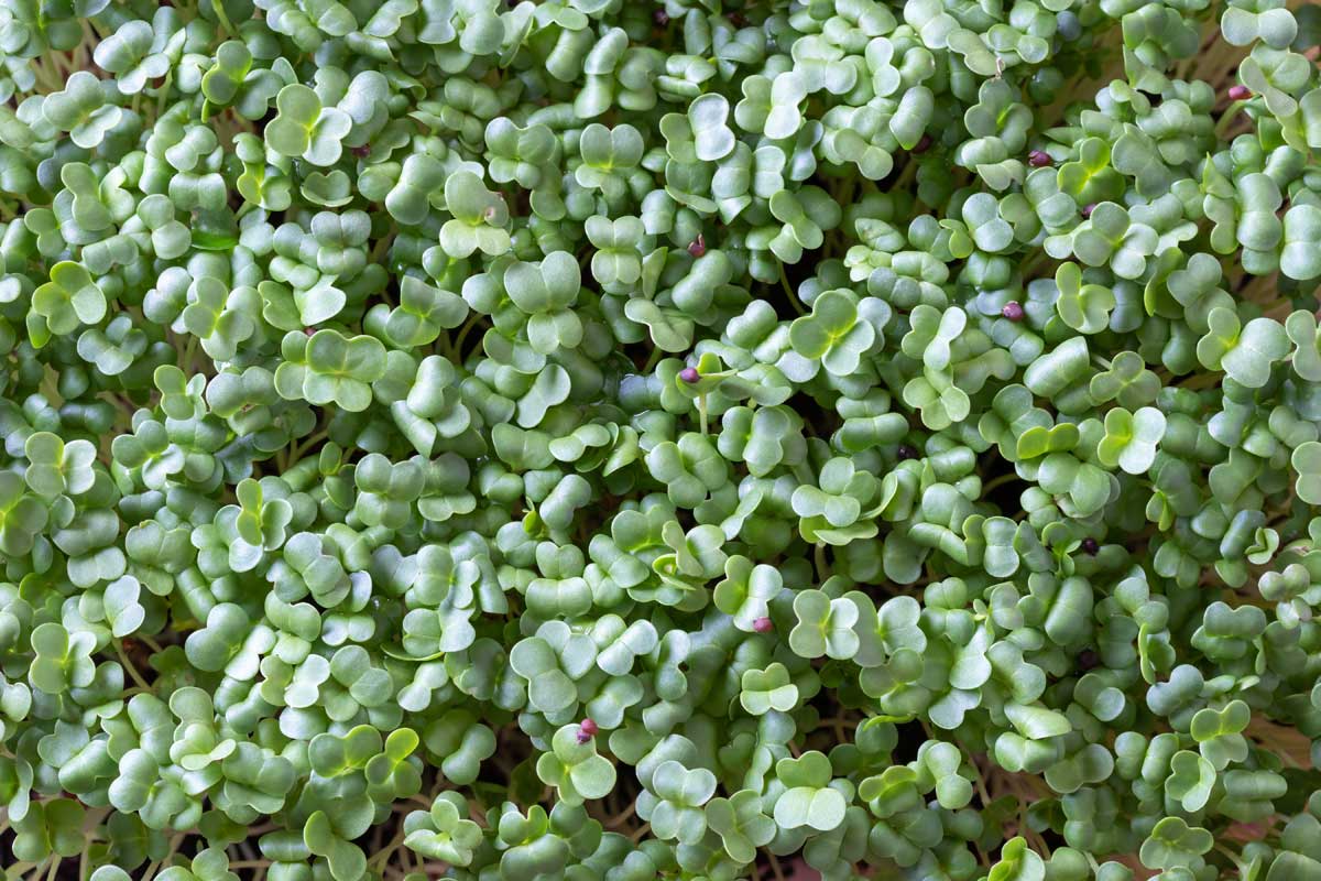 14 High-Value Cash Crops: Most Profitable Plants to Grow for Small Farmers 3 microgreens