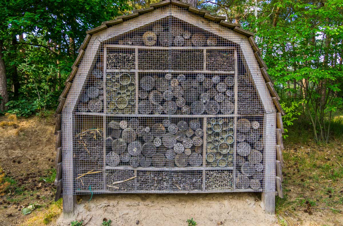 14 High-Value Cash Crops: Most Profitable Plants to Grow for Small Farmers 14 growing insects