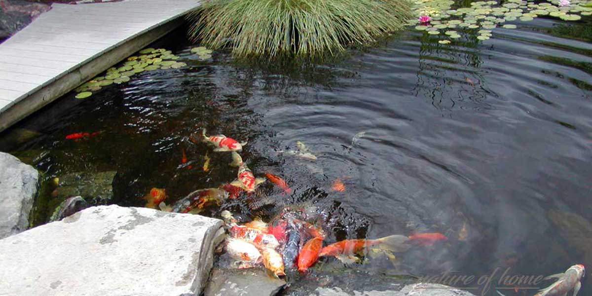 Koi Pond Guide: Ideas & Tips for Building Your Dream Pond 7 koi pond with bridge