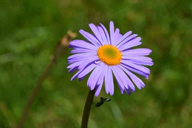 Monte Casino Flower: What Does It Symbolize + How to Grow 5 monte casino aster flower