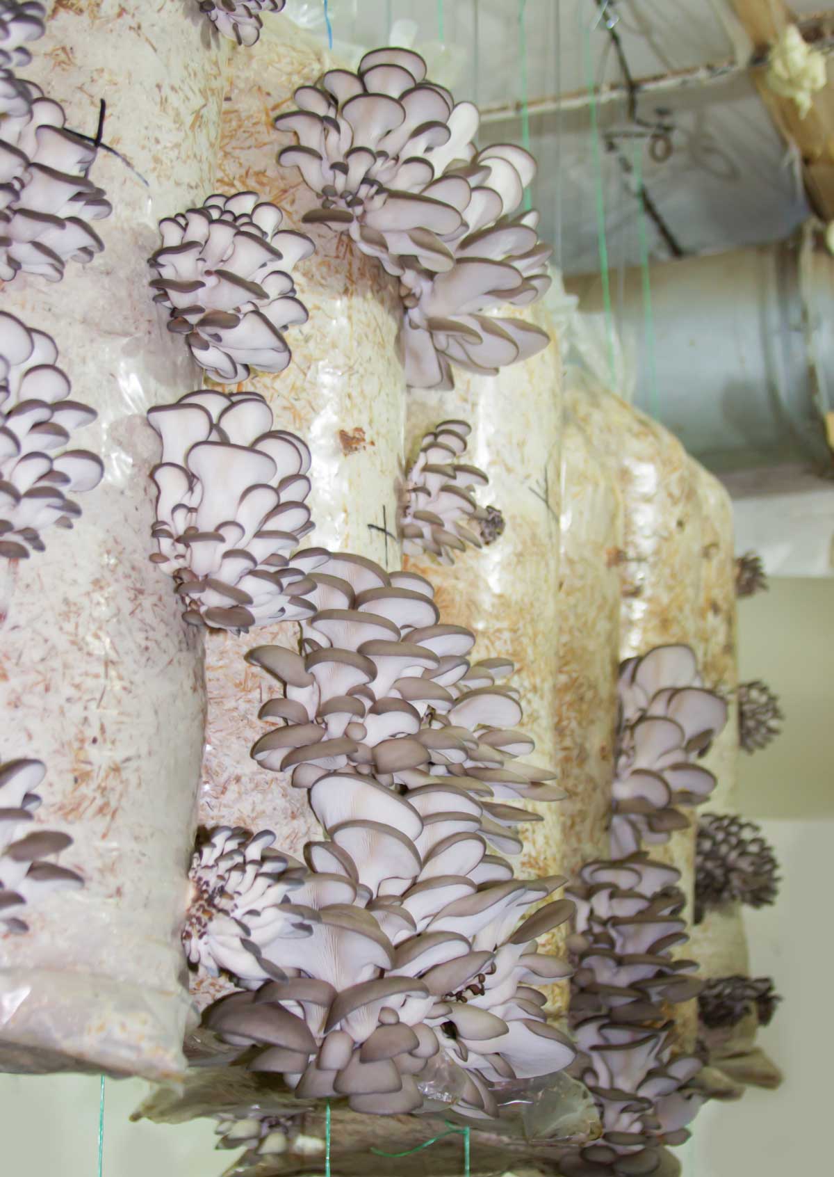 14 High-Value Cash Crops: Most Profitable Plants to Grow for Small Farmers 2 oyster mushrooms