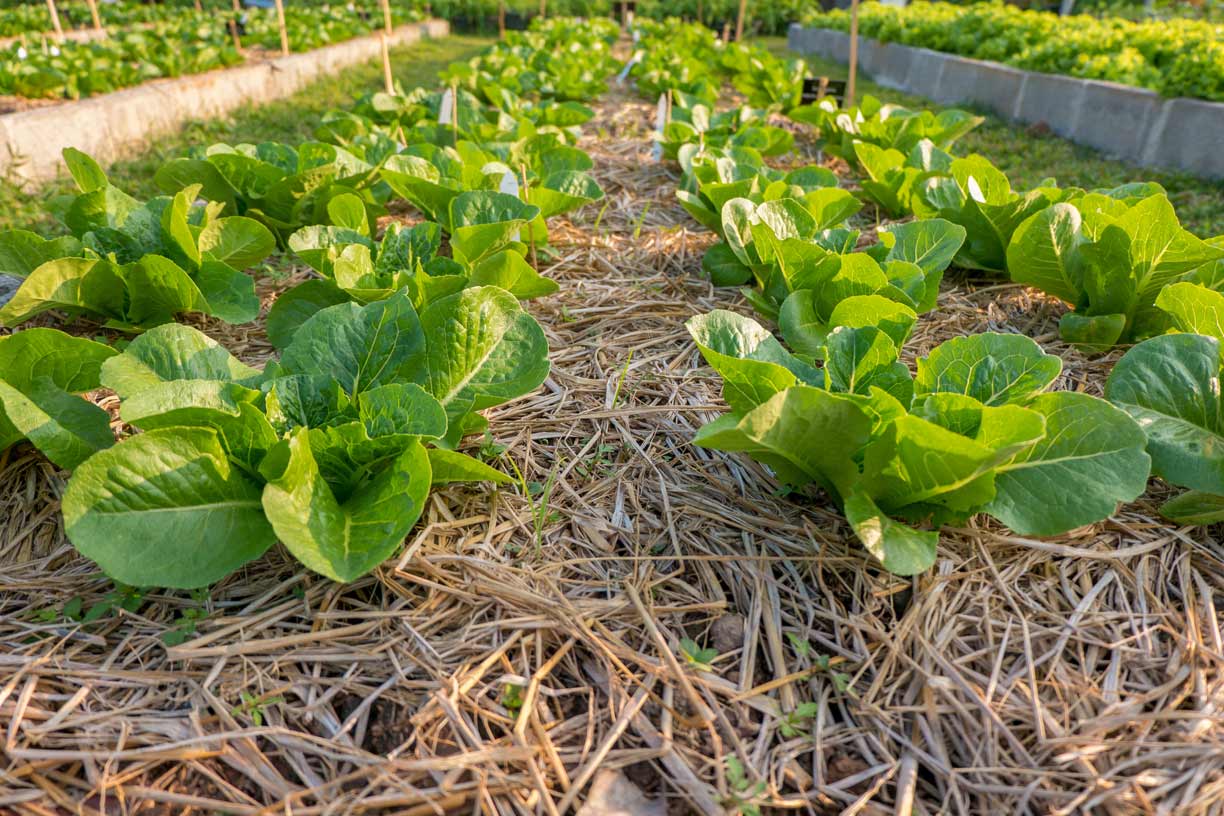 ”No-Work” Technique for Starting an Organic Garden: The Ruth Stout Method 4 ruth stout plants growing in a garden