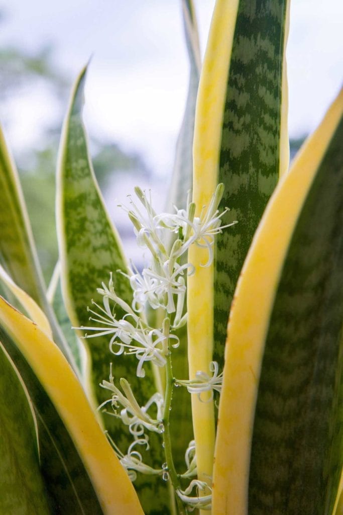 The Puzzling Snake Plant Flower: What It Means + How to Get Yours to Bloom 2 snake plant flower blooming
