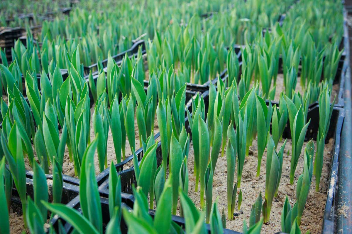 14 High-Value Cash Crops: Most Profitable Plants to Grow for Small Farmers 12 growing tulips