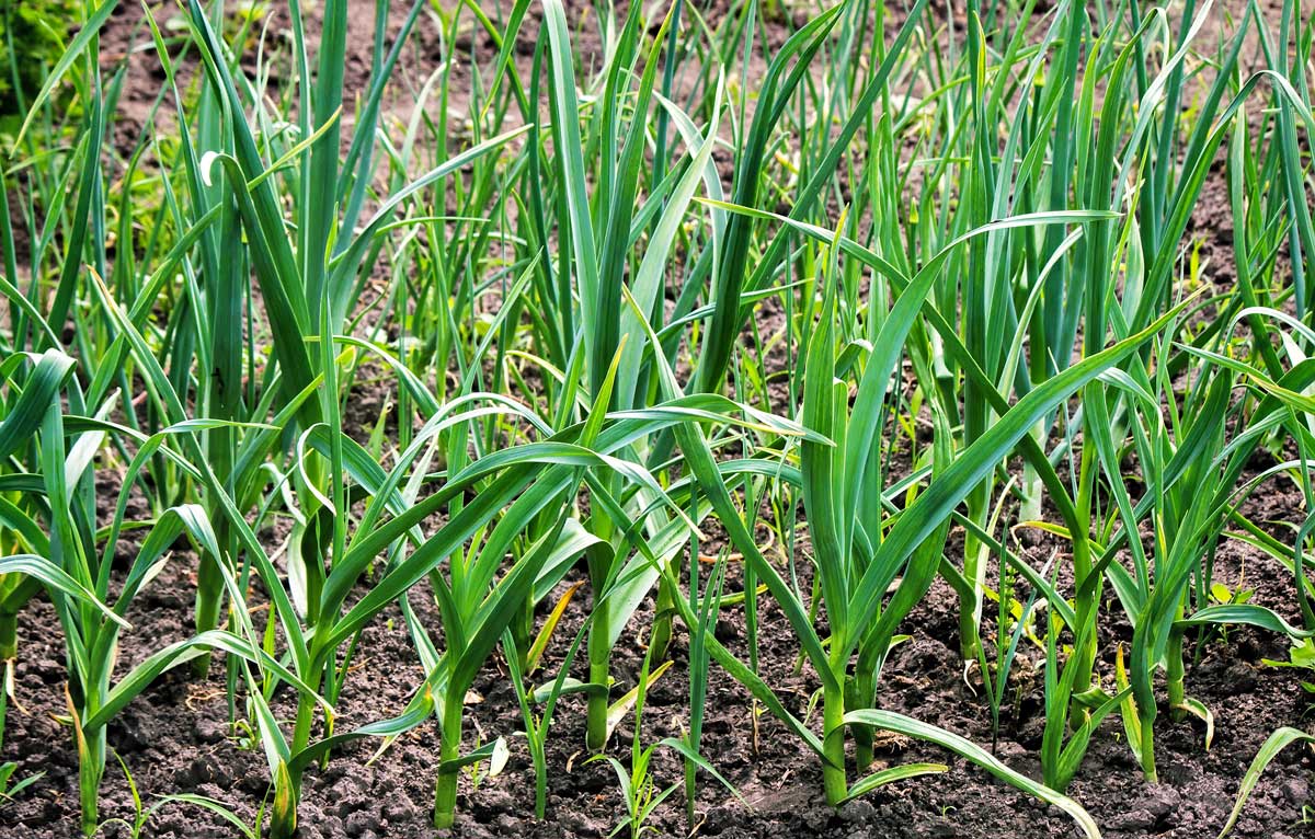 How to Grow Garlic for a Never-Ending Supply 2 How to Grow Garlic for a Never-Ending Supply - un 21565570 plant garlic in the garden