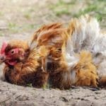 Chicken Dust Bath: How-to Make One Quickly & Dirt Cheap 13 chicken taking a dust bath