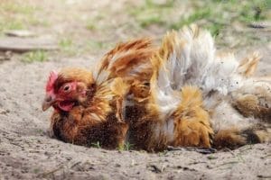 Chicken Dust Bath: How-to Make One Quickly & Dirt Cheap 1 chicken taking a dust bath