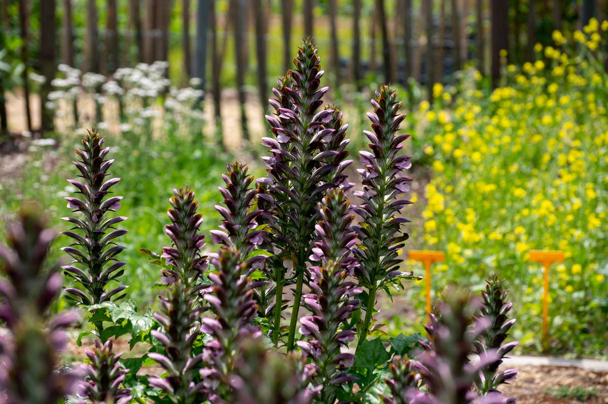Low-Maintenance Foundation Plants (15 Ideas + Planting Plan) 15 Acanthus mollis' bears breeches plant