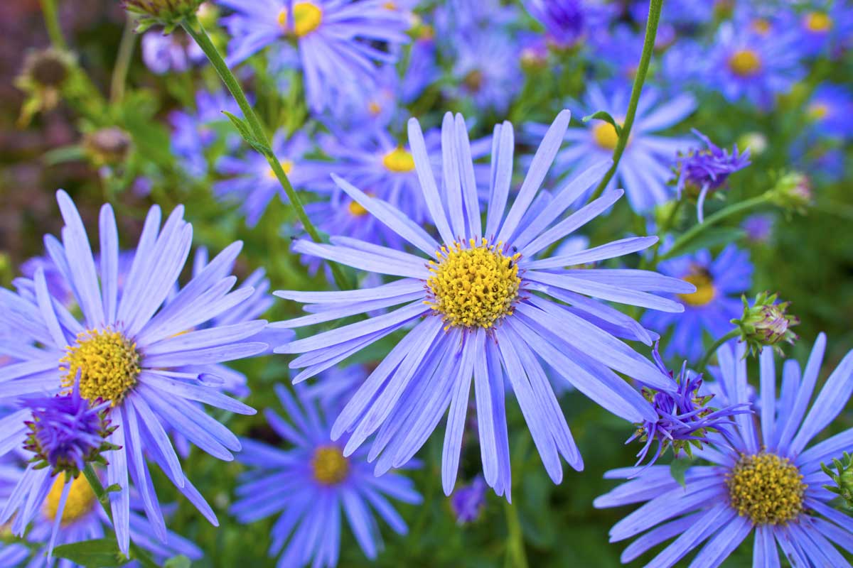 Drought-Tolerant Plants For Every Landscape & Plant Type 3 Blue Marguerite daisy in a group