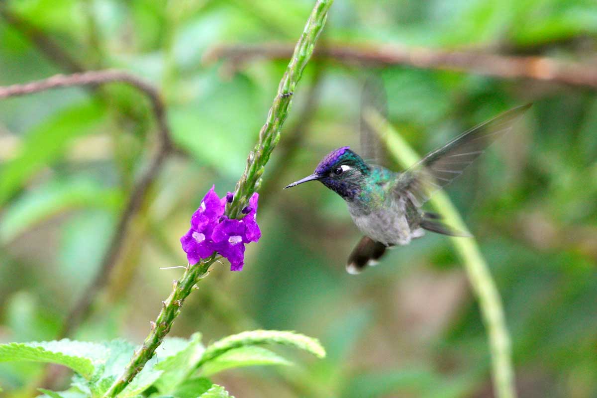 blooming blue vervain plant with bird