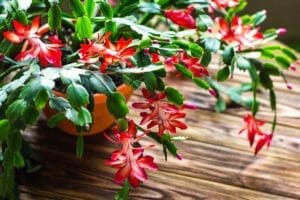 Christmas Cactus: 13 Top Growing Questions Answered (Size, Growth Rate/Cycle & More) 1 blooming red christmas cactus