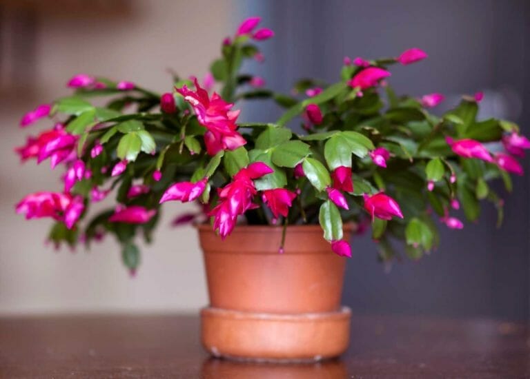 Christmas Cactus Q&A: Essential Things You Should Know 8 christmas cactus plant in a terra cotta pot