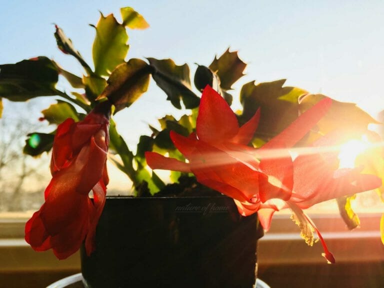 Christmas Cactus: Top 9 Sunlight & Temperature Questions Answered 5 christmas cactus in sunlight