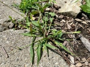 Best Crabgrass Killer That Won't Kill Grass (7 Top Solutions + Guide) 1 crabgrass growing next to sidewalk