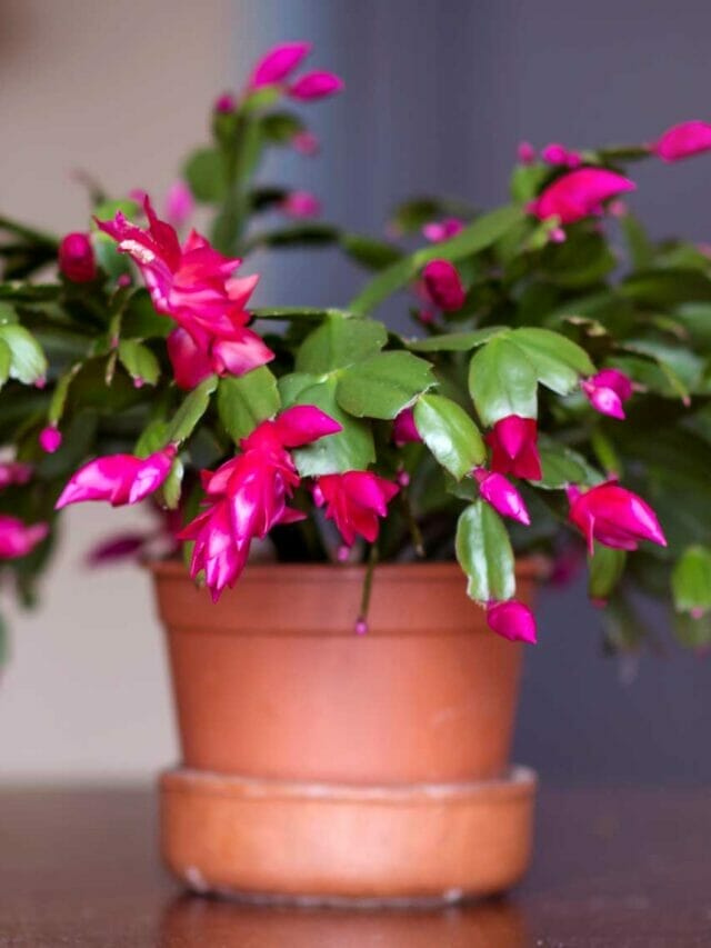 The Secrets to Getting Your Christmas Cactus Blooming—Without the Guesswork 19 christmas cactus plant in a terra cotta pot
