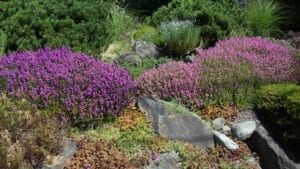 Drought-Tolerant Plants For Every Landscape & Plant Type 1 drought tolerant plants in rock garden