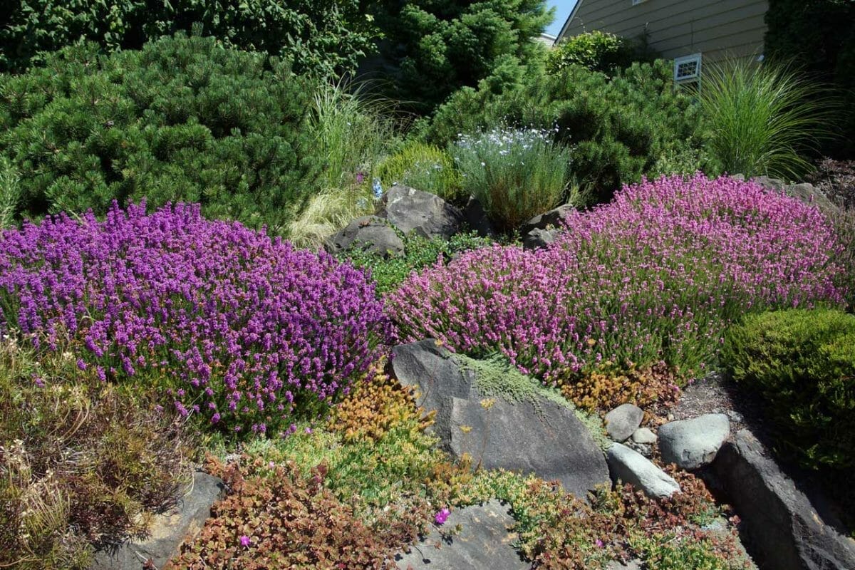 drought tolerant plants in a rock garden