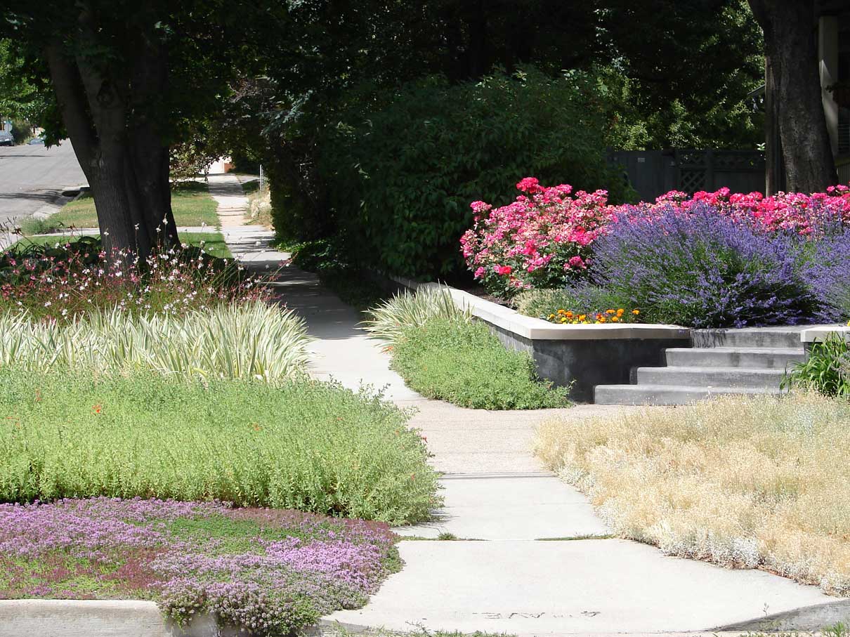 Drought-Tolerant Plants For Every Landscape & Plant Type 2 drought resistant plants in a front yard