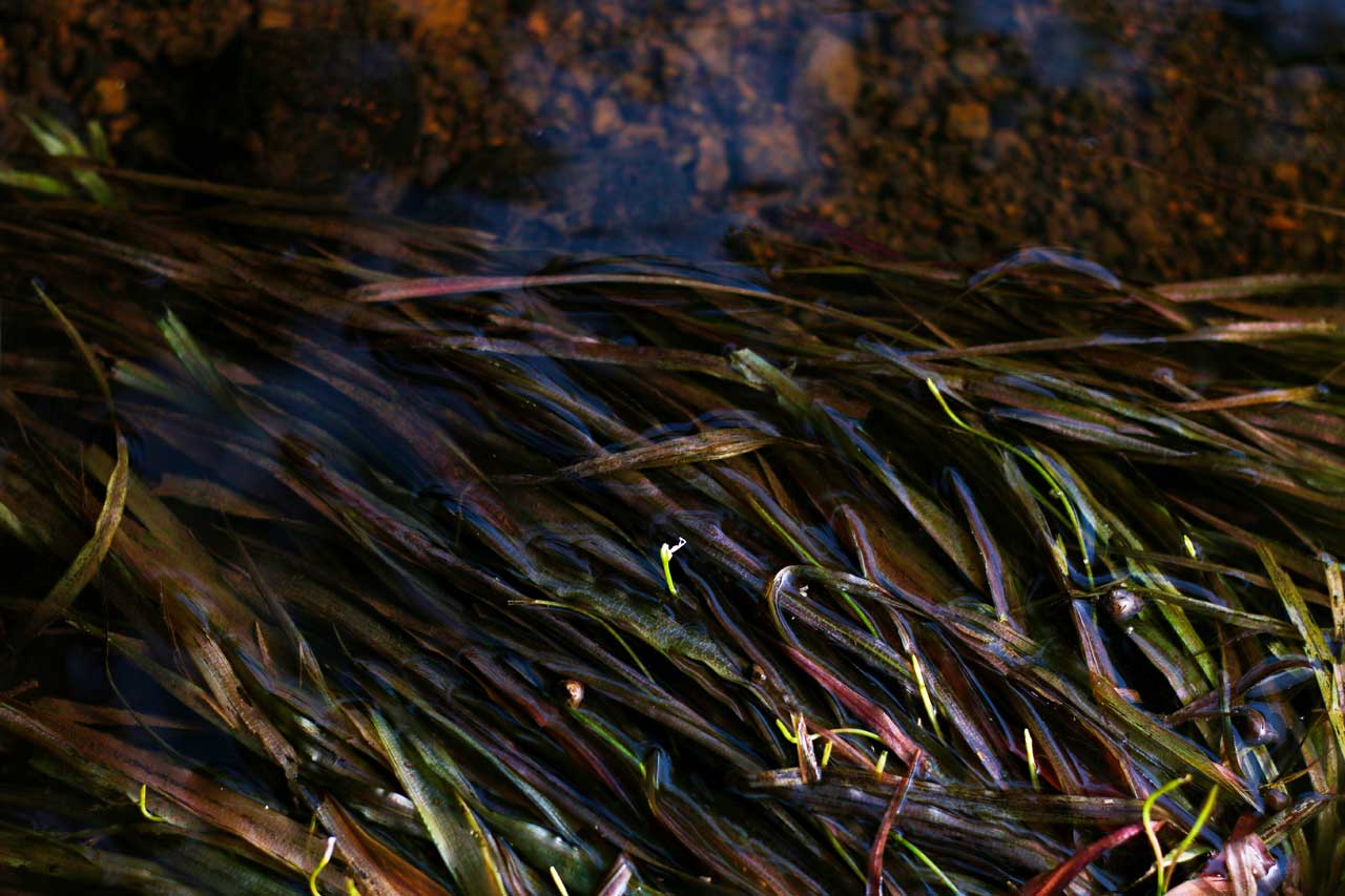 Oxygenating Pond Plants: Top Picks for Small & Large Ponds 2 eelgrass aquatic plant in a pond
