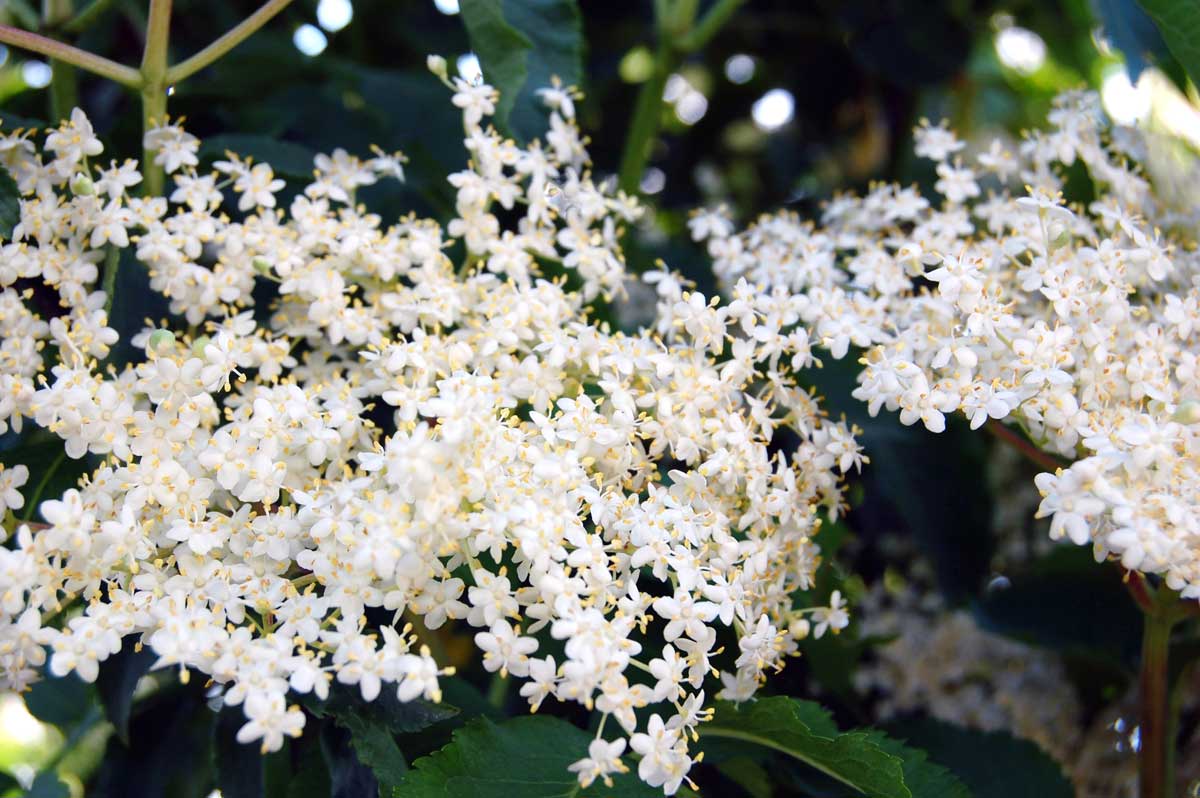 Low-Maintenance Foundation Plants (15 Ideas + Planting Plan) 9 elderflower plant with white blooms