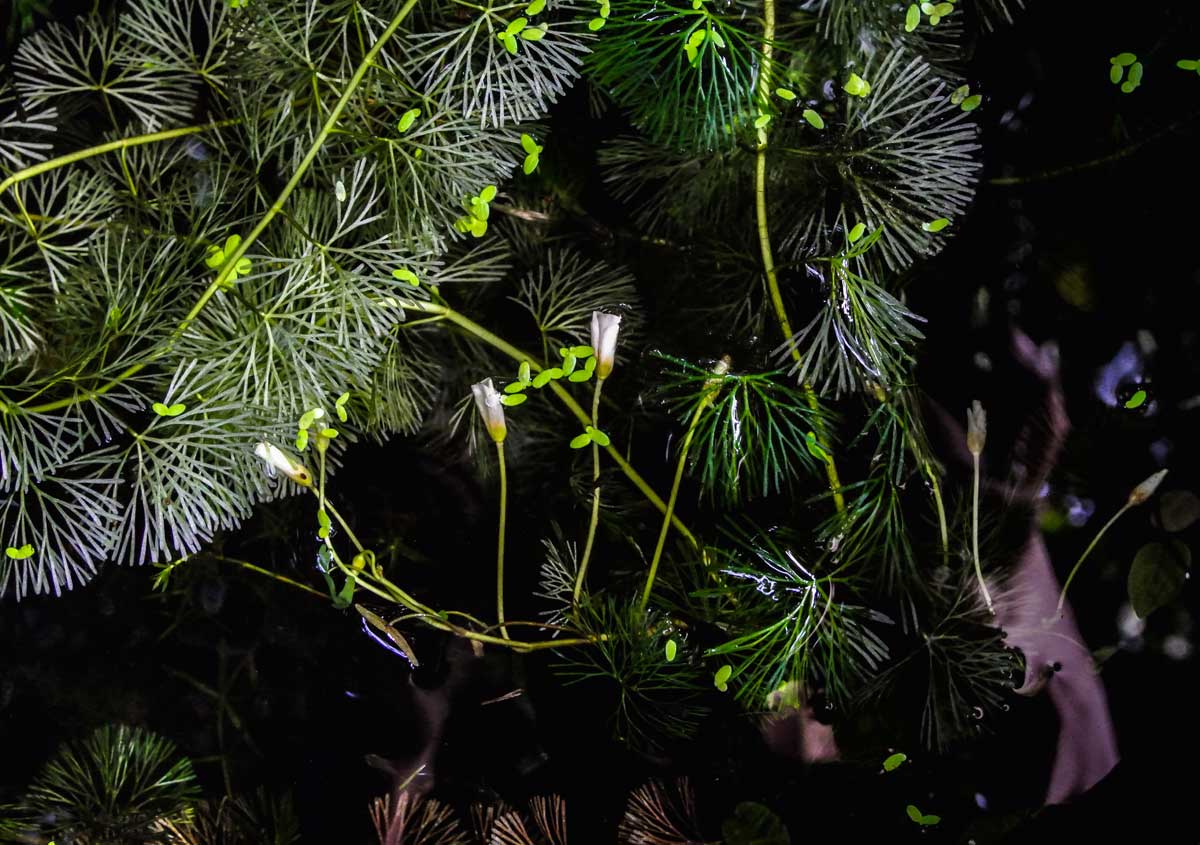 Oxygenating Pond Plants: Top Picks for Small & Large Ponds 3 fanwort Cabomba plant in bloom