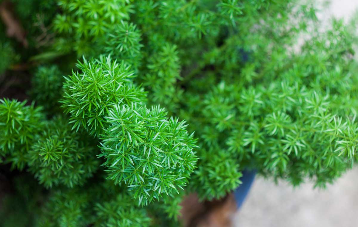 Drought-Tolerant Plants For Every Landscape & Plant Type 15 close view of a foxtail fern plant
