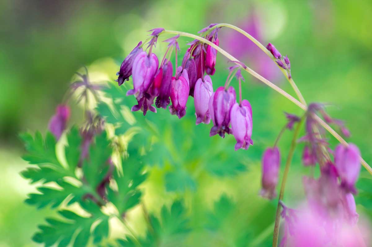 Low-Maintenance Shade Plants: Shrubs & Perennials 7 fringed bleeding heart