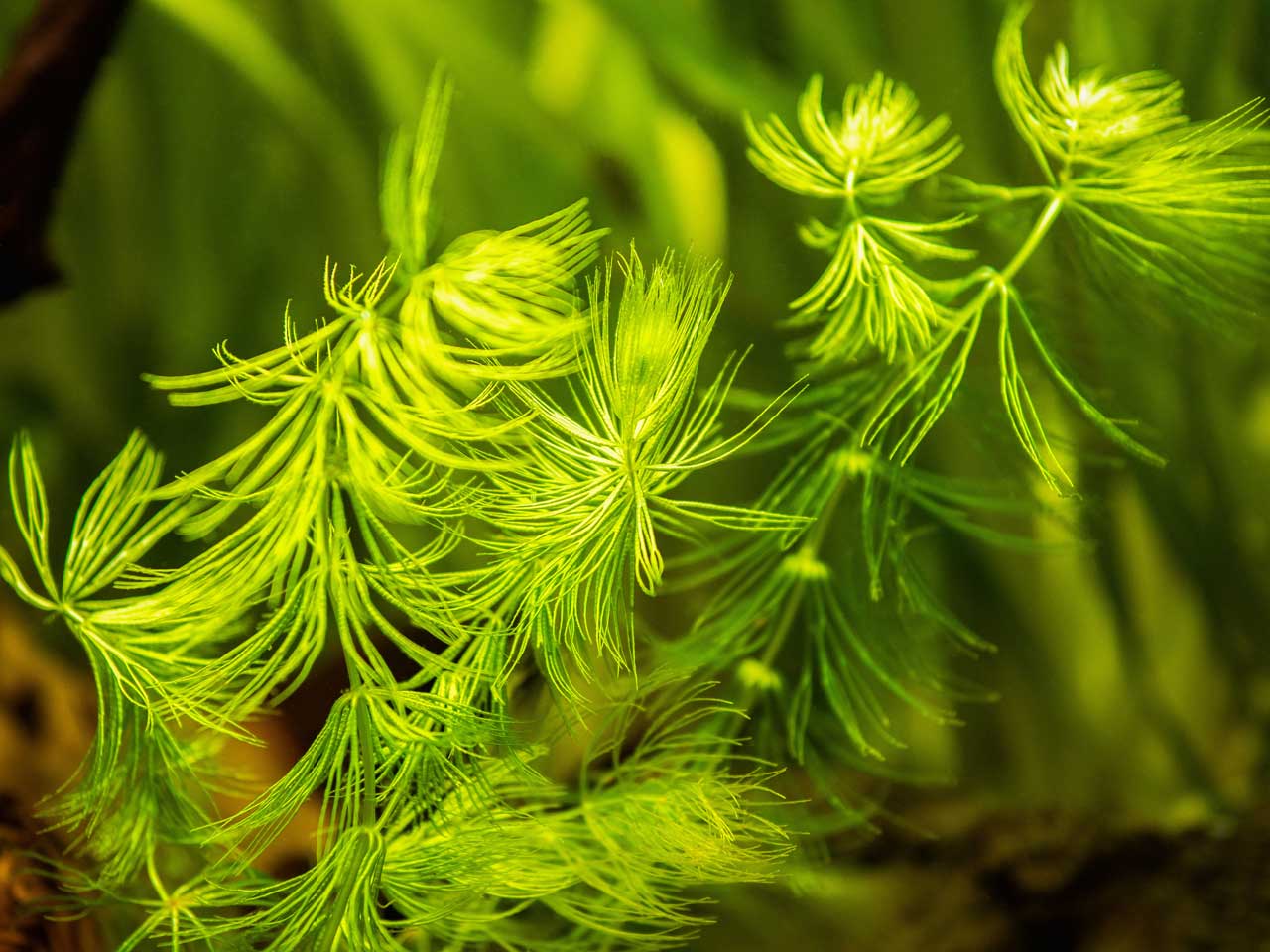 Oxygenating Pond Plants: Top Picks for Small & Large Ponds 5 hornwort oxygenating plant in a pond