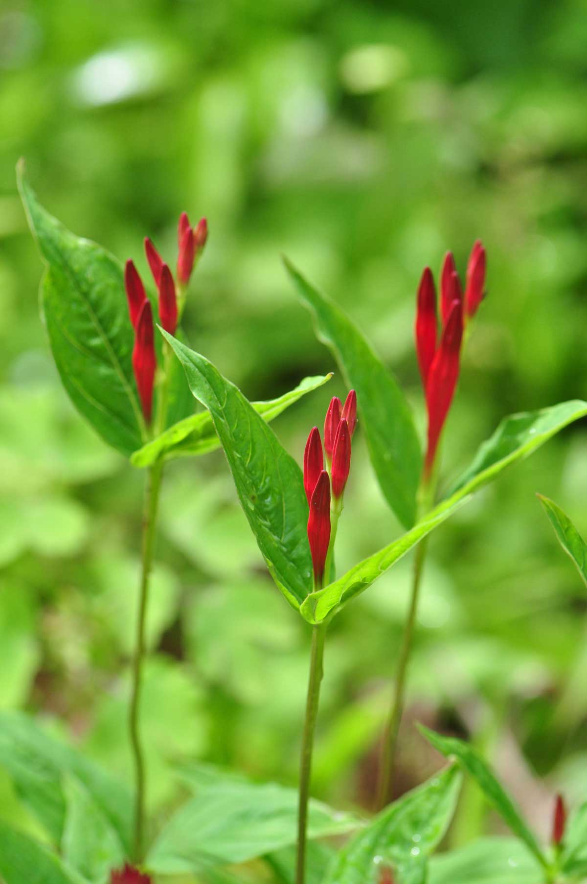 Low-Maintenance Shade Plants: Shrubs & Perennials 14 Indian pink plant for shade