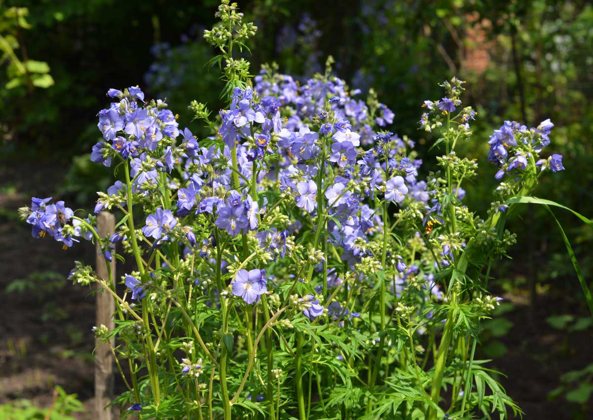 Low-Maintenance Foundation Plants (15 Ideas + Planting Plan) 13 jacob's ladder plant in a garden