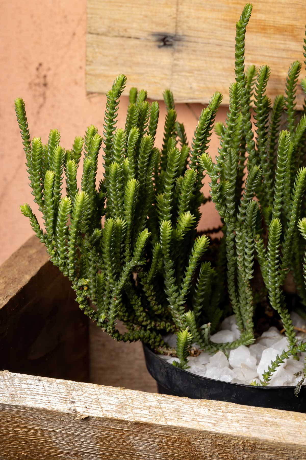 Drought-Tolerant Plants For Every Landscape & Plant Type 27 Crassula muscosa or lizards tail plant