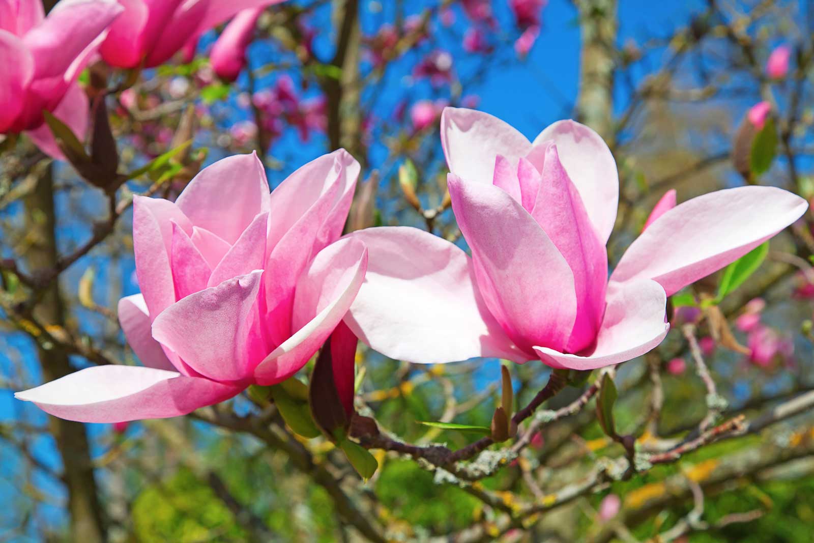 Magnolia Flower: Health Benefits, Meaning + Interesting Facts 2 Magnolia Flower in bloom on a tree