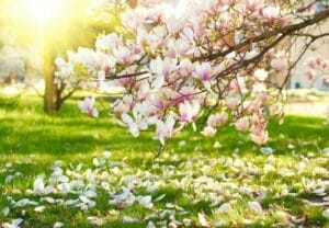 Magnolia Flower: Health Benefits, Meaning + Interesting Facts 1 magnolia flowers falling from tree