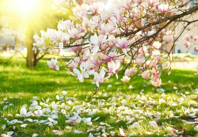 Magnolia Flower: Health Benefits, Meaning + Interesting Facts 1 magnolia flowers falling from tree