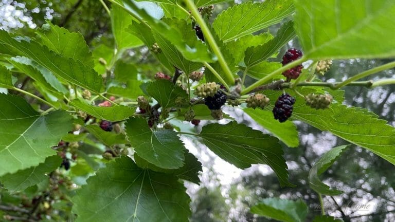 Mulberry Tree: Growing, Tips & Some Surprising Facts 9 mulberry tree with ripe berries