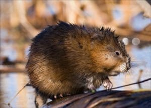 How To Get Rid of Muskrats in Lakes, Ponds & Gardens 1 How To Get Rid of Muskrats in Lakes, Ponds & Gardens - muskrat dp 3817288 DS