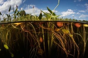 Oxygenating Pond Plants: Top Picks for Small & Large Ponds 1 oxygenating plants in a pond