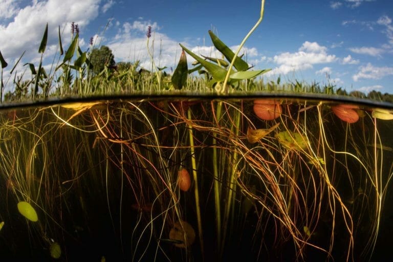 Oxygenating Pond Plants: Top Picks for Small & Large Ponds 3 oxygenating plants in a pond