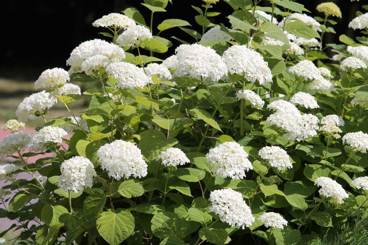 Low-Maintenance Foundation Plants (15 Ideas + Planting Plan) 4 smooth hydrangea plant in white blooms